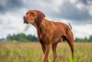 Hungarian magyar vizsla in hunting pose.
