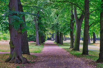 Fototapeta premium Schattiger Parkweg gesäumt von alten Alleebäumen im Englischen Garten von Schloss Pillnitz, Dresden, Sachsen, Deutschland