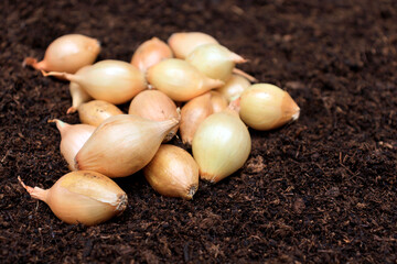 Onion seeds for planting in the ground on beds in the spring. The concept of growing vegetables by farmers and gardeners