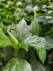 dew on a leaf with freshness