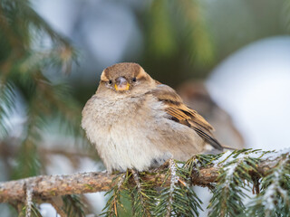 Sparrow sits on a fir branch with snow in winter