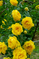 Yellow roses bush