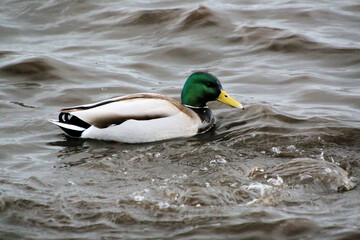 Fototapeta premium A Mallard Duck on the water