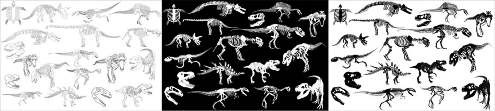 Graphic set of dinosaur skeletons isolated on white and black background. vector drawing