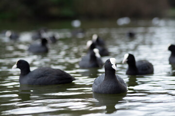 Eurasian Coot (Fulica Atra) swimming and searching for food in a pond in The Netherlands