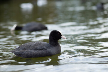 Eurasian Coot (Fulica Atra) swimming and searching for food in a pond in The Netherlands
