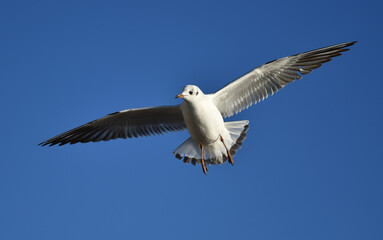 Möwe fliegt 