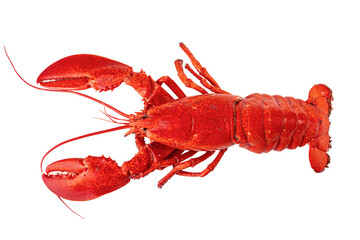 Cooked Atlantic lobster on a white background. - obrazy, fototapety, plakaty