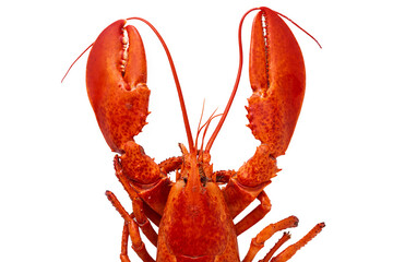 Cooked Atlantic lobster on a white background.