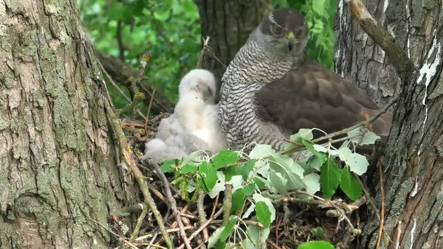Goshawk female with chicks.