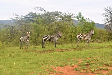 zebras