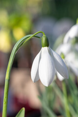 Close up of a greater snowdrop (galanthus elwesii) flower