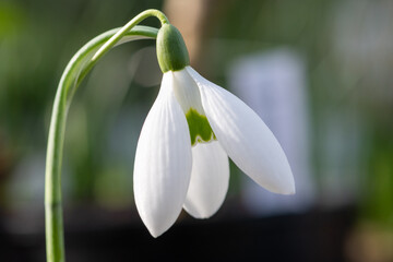 Obraz premium Close up of a greater snowdrop (galanthus elwesii) flower
