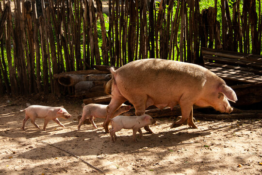porco fêmea com filhotes em quintal cercado com varas
