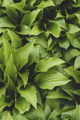 Fototapeta na wymiar nature green leaves background