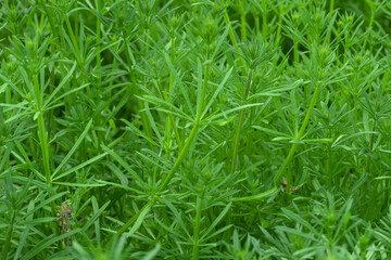 nature green  leaves  background.nature Green fern  background