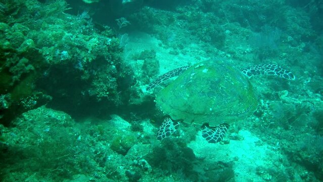 sea turtle underwater swim slow with sun beams and rays ocean scenery blue water Chelonia mydas