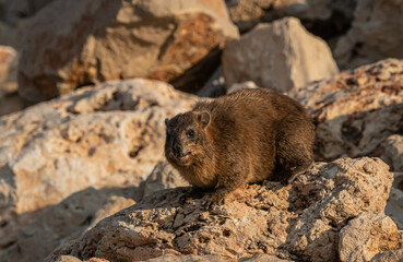 wild hyrax on the rocks