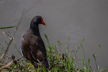 red winged blackbird near the water