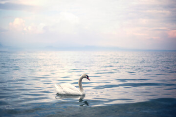 Fototapeta premium swan in the lake