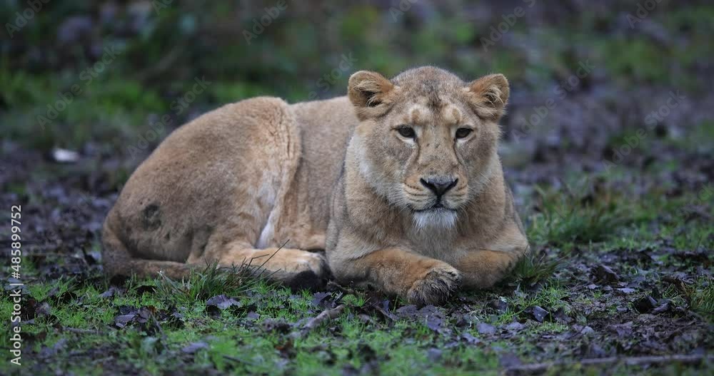 Canvas Prints a lion is resting in the forest