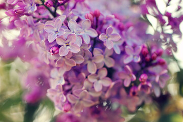 lilac flowers in the garden