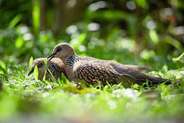 Spotted pigeon or Spilopelia chinensis - a small and somewhat long-tailed pigeon. Two spotted pigeons on the ground are looking for food