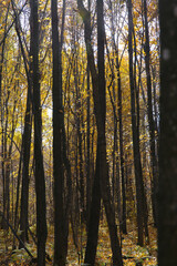 blurred background, autumn forest on a sunny day