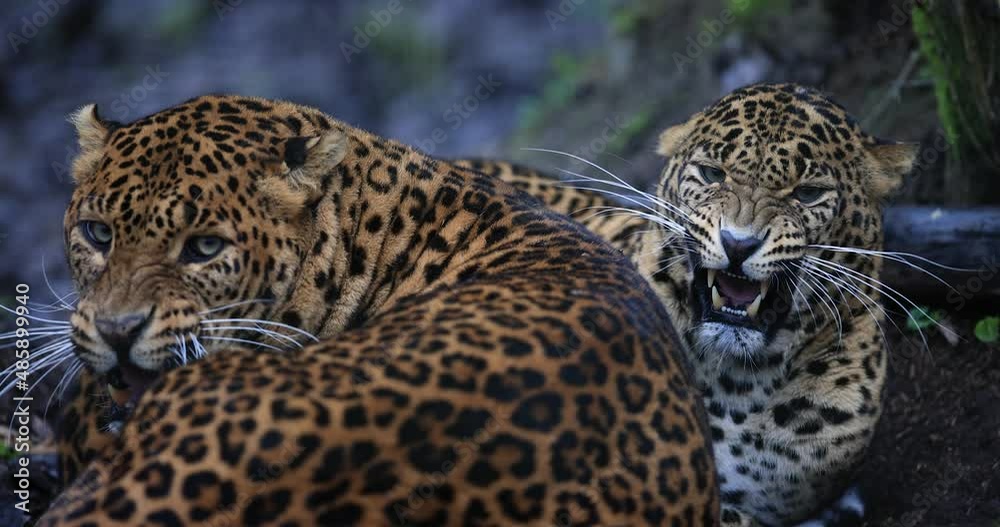 Wall mural portrait of an angry leopard in the forest in slow motion