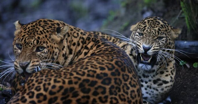 Portrait of an angry leopard in the forest in slow motion