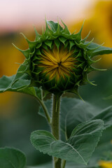 Close-up of sunflower bud .Flower of sunflower head. Yellow big flower. Summer background. Sunflower blooming. Vertical photo