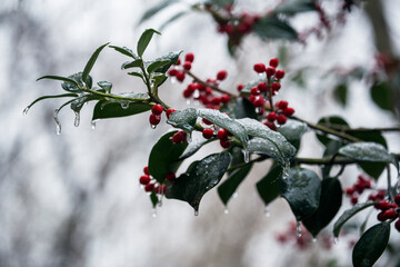 red berries and snow