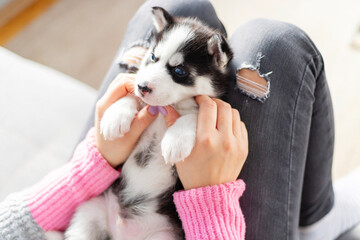 Cute, charming husky puppy, lying on the lap of a young and caring woman owner. Close-up. Pet care concept