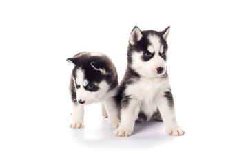 Purebred Siberian Husky puppies with blue eyes isolated on white background