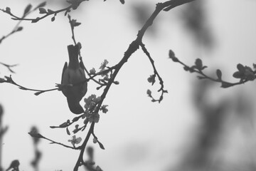black and white bird on a tree
