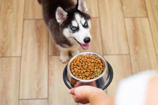 Cute little husky puppy at home waiting to eat his food in a bowl. Owner feeding his cute dog at home. Pets indoors