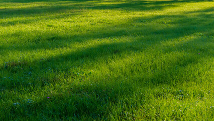 Fototapeta na wymiar Shadows on the surface of meadow green grass.