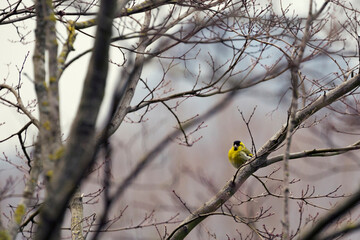 yellow bird on a tree branch