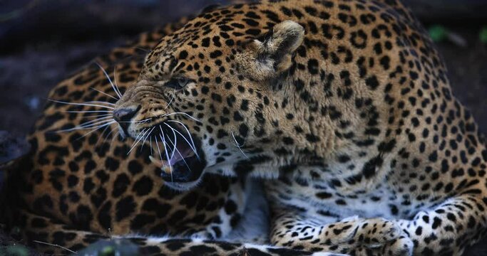 Portrait of an angry leopard in the forest in slow motion