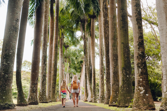 Tourists Walk Along The Avenue With Large Palm Trees In The Pamplemousse Botanical Garden On The Island Of Mauritius