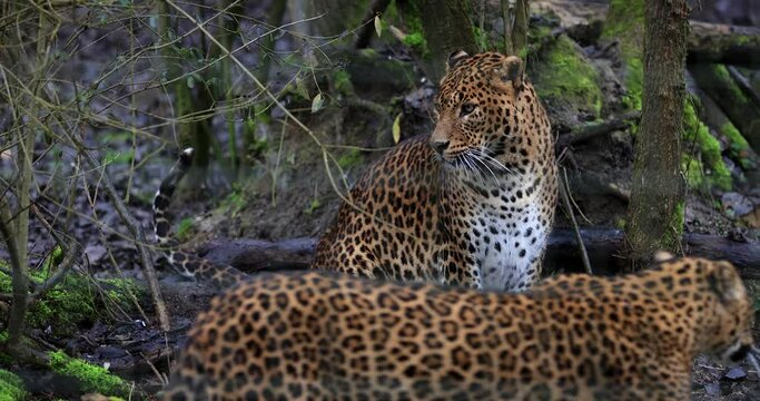 Portrait of an angry leopard in the forest in slow motion
