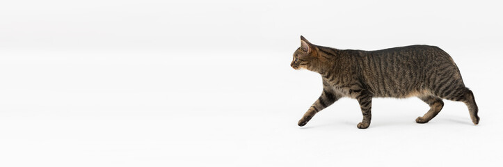 Side view as she-cat walks across white background. Panoramic frame.