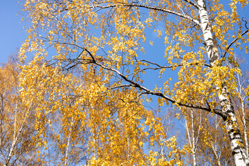 Autumn park nature landscape birch with yellow leaves against the blue sky. Fall season forest scene.