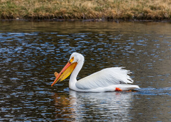 American White Pelican