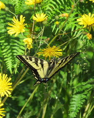Eastern Tiger Swallowtail Butterfly and Common Dandelions