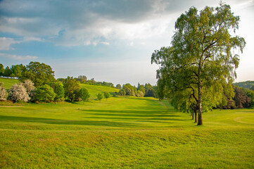 Obraz premium Summertime trees in the UK.