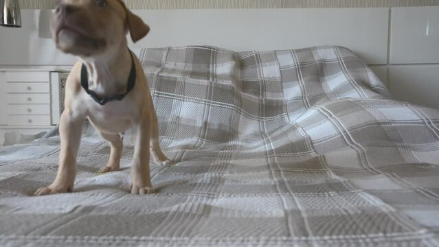 Pitbull dog on top of a bed peeing.