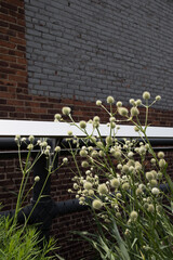 White Flower Heads in Front of a Brick Wall