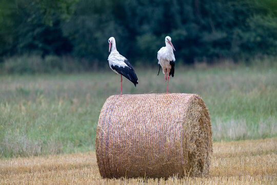 Beli Bilder Durchsuchen 1,676 Archivfotos, und Videos