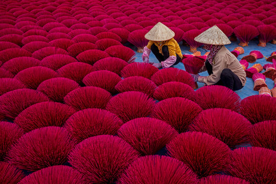 View of Vietnamese workers picking incense sticks from an incense field in Huyện Ứng H&ograve;a, Hanoi, Vietnam.